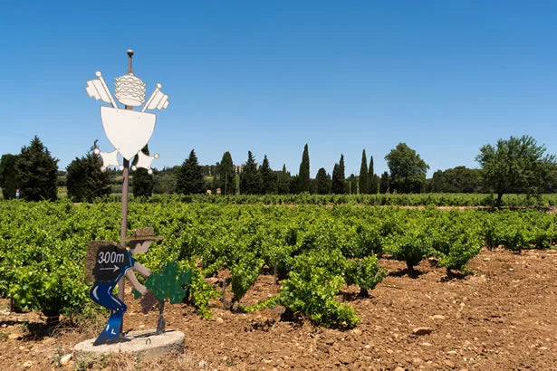Grape vines in Provence, France.