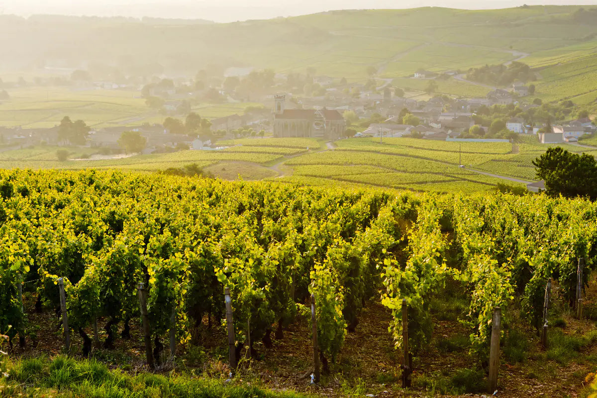 Vineyards in the summer in Burgundy, France.
