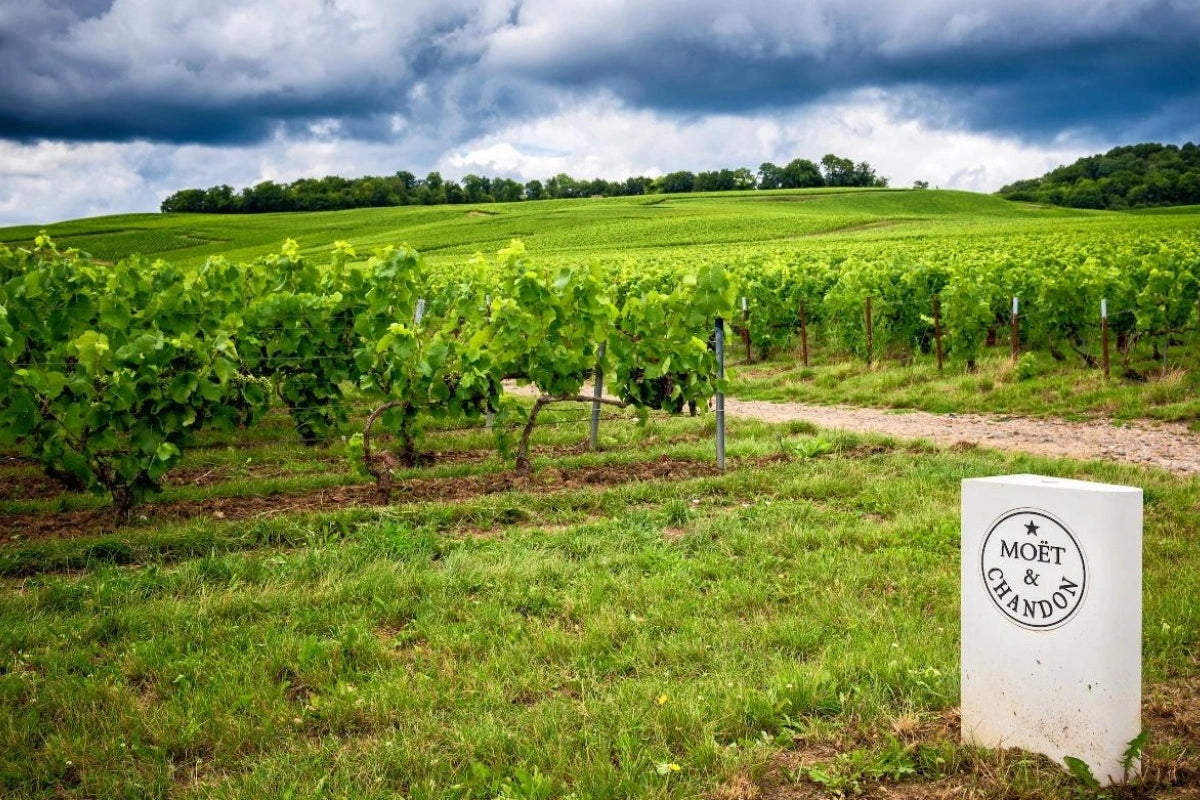 The Moet & Chandon vineyards in the Champagne region in France.