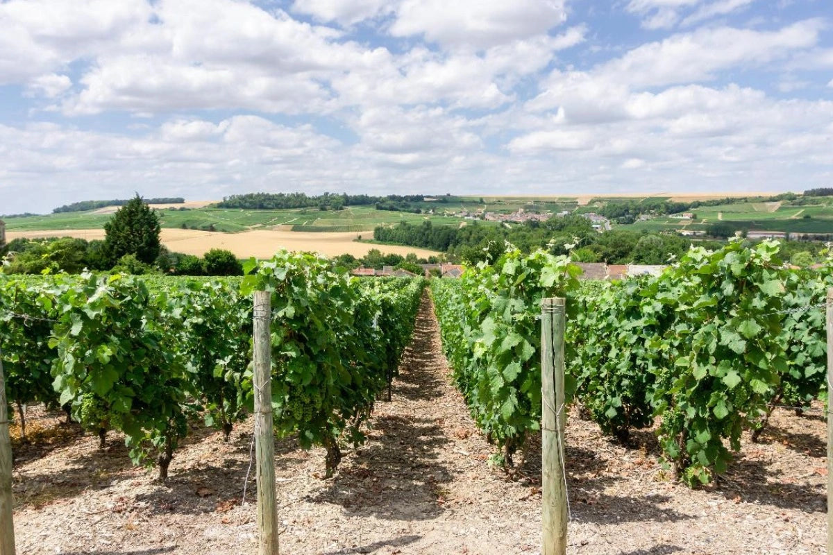 Champagne vineyards near Epernay, France.