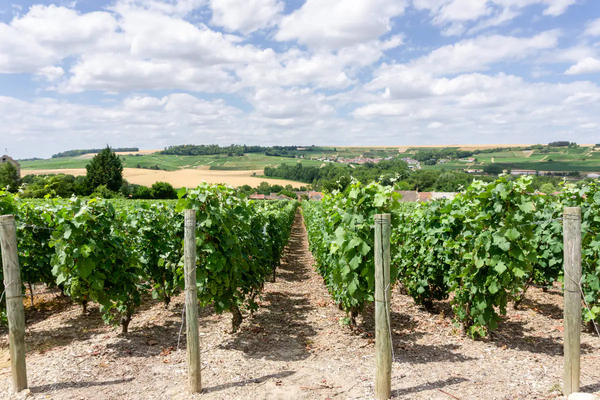 Vineyards in Champagne France.