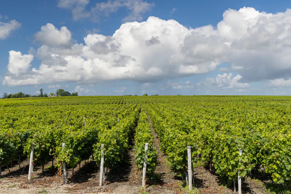 Bordeaux Overnight: Wine tasting in the Medoc region of Bordeaux.