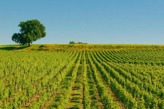 Vineyards near the town of Saint-Émilion in Bordeaux, France. 