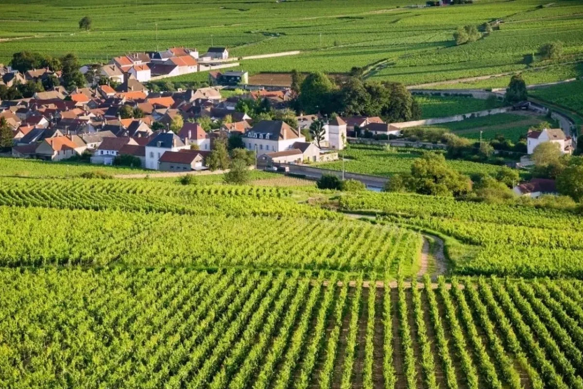 A view of the Chassagne-Montrachet vineyard in Burgundy.