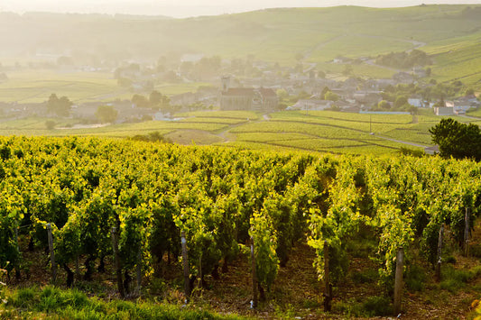 Vineyards in the summer in Burgundy, France.