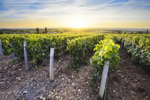 Grape vines in Burgundy.