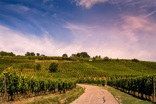 A wine road near Kaysersberg, France in the Alsace region.
