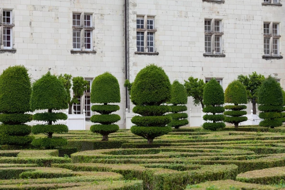 The manicured trees in Villandry gardens.