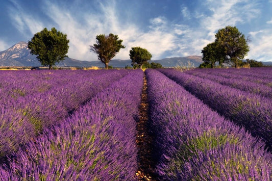 A lavandar field in Provence, France in the summer.