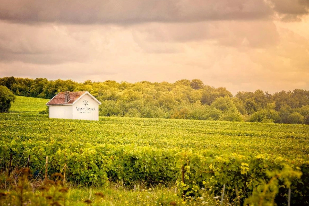 The historic vineyards of Veuve Clicquot.