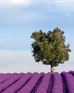 Load image into Gallery viewer, One Night In Provence tour from Paris
