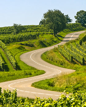 Alsace Wine Tour from Paris
