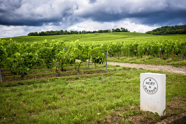 Epernay Champagne Day Tour