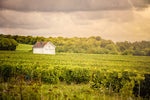 Load image into Gallery viewer, Veuve Clicquot Champagne Day Tour
